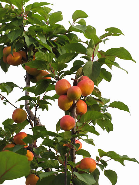 istock Ripe apricots hanging on the tree on white background 579136922
