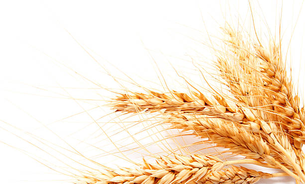 istock Wheat ears isolated on a white background 579137338