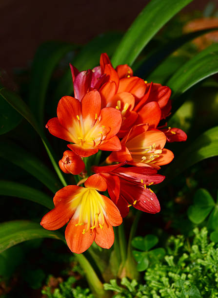 miniata clivia vermelha, flores - kaffir lily - fotografias e filmes do acervo