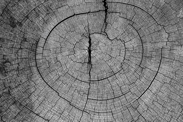 istock Old cracked stump wood texture 579137910
