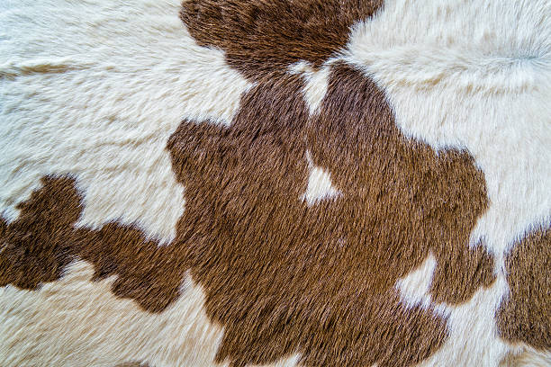 istock Brown and white cow hair 579138594