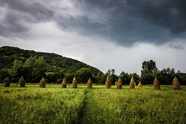 balles de foin d’affilée dans un champ roumain - romanian hay photos et images de collection