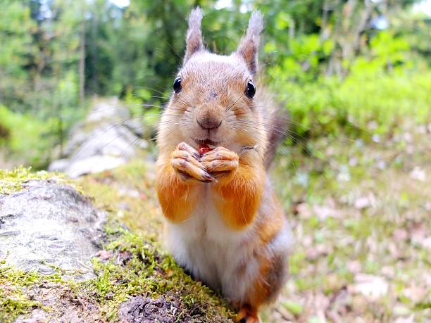 istock Close-up of a squirrel eating a nut 579140304