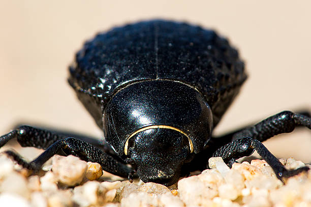 Macro of a Namib Desert Darkling Beetle, Tenebrionidae face on gravel plains.