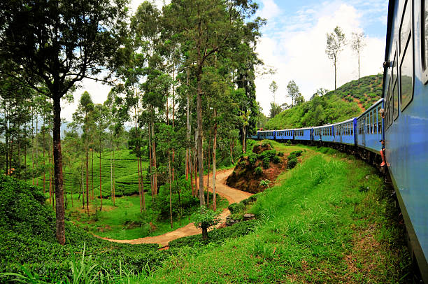 tourism by train photograph taken in sri lanka travelling by train through the area of nuwara eliya tea fields. nuwara eliya stock pictures, royalty-free photos & images