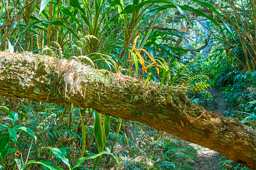 Epiphytes In Mafare rainforest in Reunion Island.