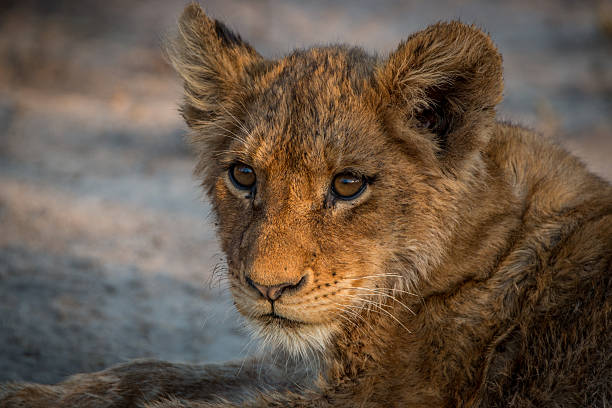 istock Starring young Lion cub in the Kruger National Park. 579142482