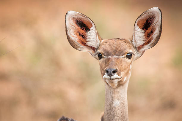 istock A female Kudu starring at the camera. 579142594