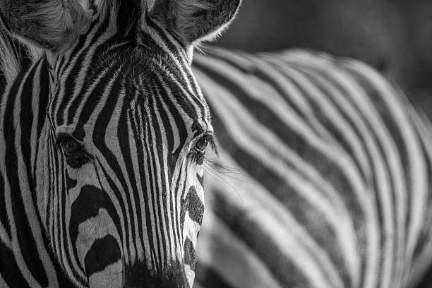 istock Close up of a Zebra head in black and white. 579142614