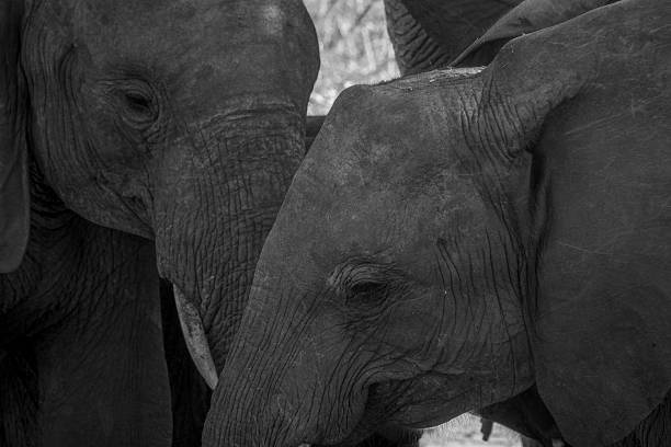 istock Close up of two Elephants in black and white. 579142624