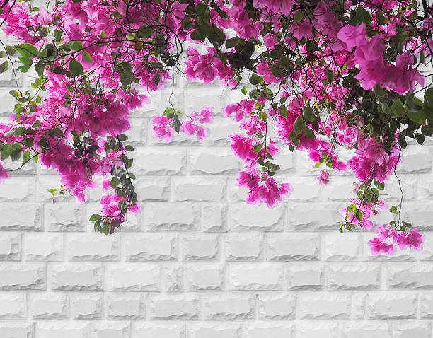 Pink Bougainvillea flower on grey brick wall background