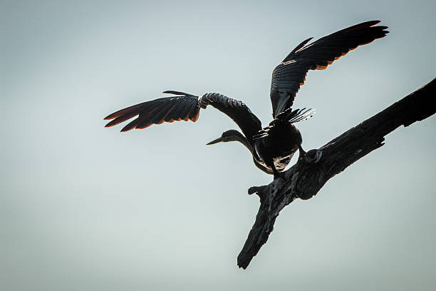 istock An African darter taking off in the Kruger. 579142638