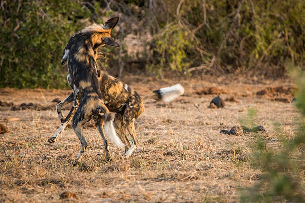 istock African wild dogs playing together. 579142732