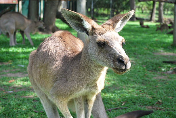 istock Close-up of Australian Grey Kangaroo 579142764