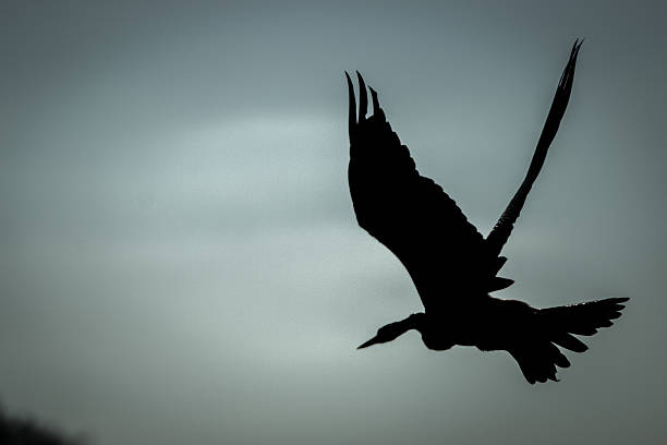 istock The silhouette of a flying African darter. 579142794