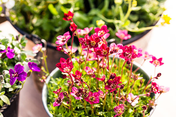 molti vasi di fiori sono sul tavolo del giardino - kleingarten foto e immagini stock