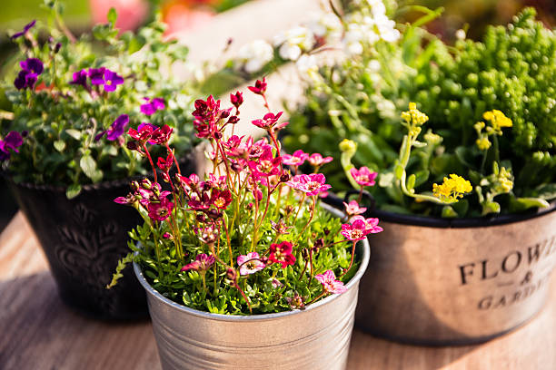 molti vasi di fiori sono sul tavolo del giardino - kleingarten foto e immagini stock