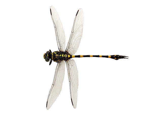 istock Dragonfly yellow and black color 579144210