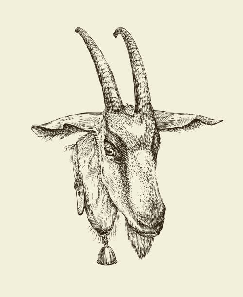 Hand drawn goat. Sketch a farm animal. Vector illustration Hand-drawn goat. Sketch a farm animal. Vector illustration ibex stock illustrations