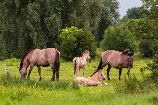 Konik Horses with Heron Two grown up and two small Konik horses (a semi-feral horse breed) with a grey heron. Near the river Maas in southern Limburg, The Netherlands. konik stock pictures, royalty-free photos & images