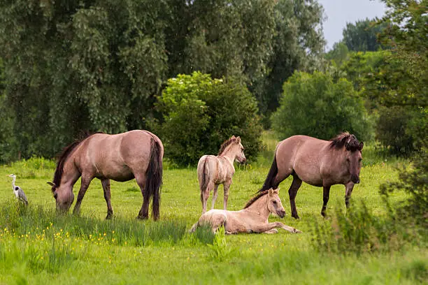 Two grown up and two small Konik horses (a semi-feral horse breed) with a grey heron. Near the river Maas in southern Limburg, The Netherlands.