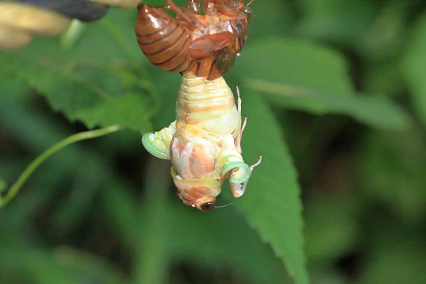 istock Newly  emerged Cicadoidea 579147410