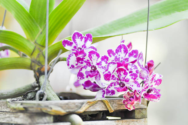 Rhynchostylis gigantea or orchid flower Rhynchostylis gigantea or orchid flower in the garden rhynchostylis gigantea orchid stock pictures, royalty-free photos & images