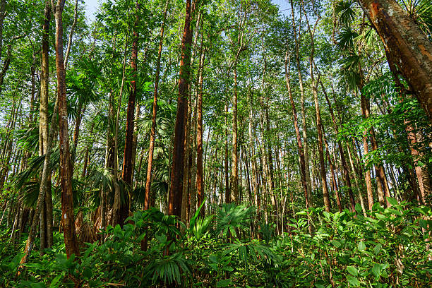 istock Tropical Rainforest Landscape, Thailand 579147498