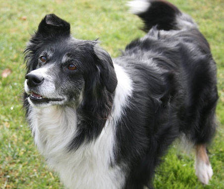 Black & White Border Collie attentive to owner's commands. 