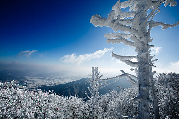 istock Winter branch covered with snow 579148722