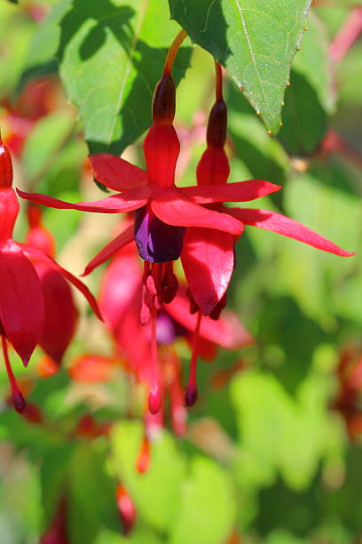 istock Ricartonii - fuchsia red bell flower 579149556