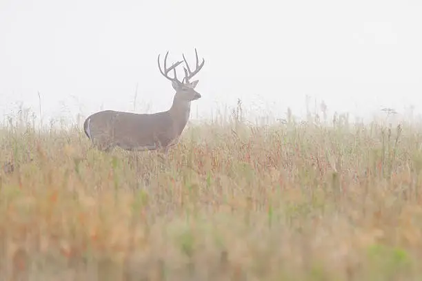 Photo of Large Whitetail Deer Buck in Fog, Wichita Mountains, Oklahoma