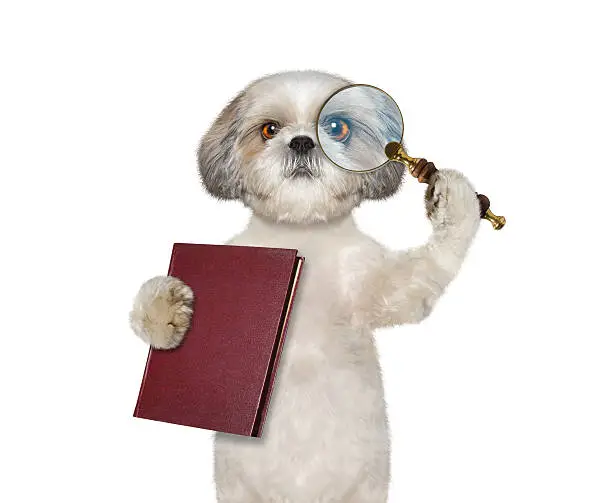 Photo of Dog looking through magnifying glass magnifier and going to read