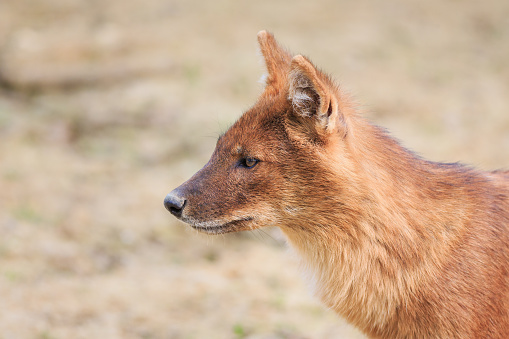 Dhole (Cuon alpinus lepturu) is a canid native to Central, South and Southeast Asia. Other English names for the species include Asiatic wild dog, Indian wild dog, whistling dog, red wolf.