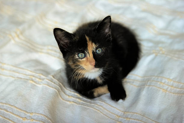 istock tortie coloring kitten on a beige blanket 579152168