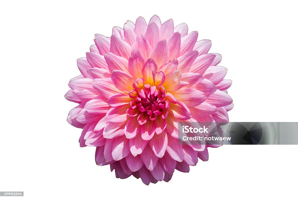 Crisantemo flor rosa aislado sobre fondo blanco. - Foto de stock de Crisantemo libre de derechos