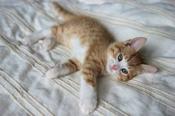 istock red with white kitten on a beige blanket 579152258