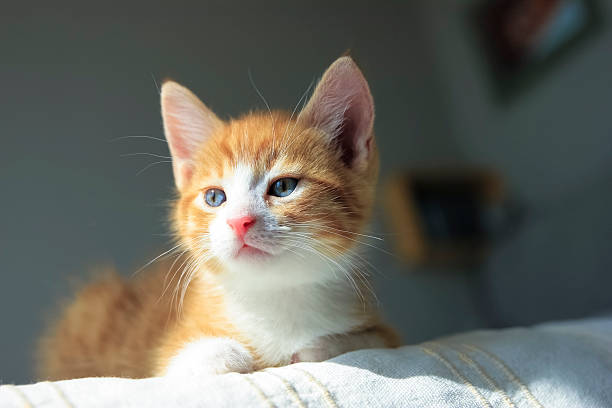 istock Cute orange kitten with large paws in sunny day 579152290