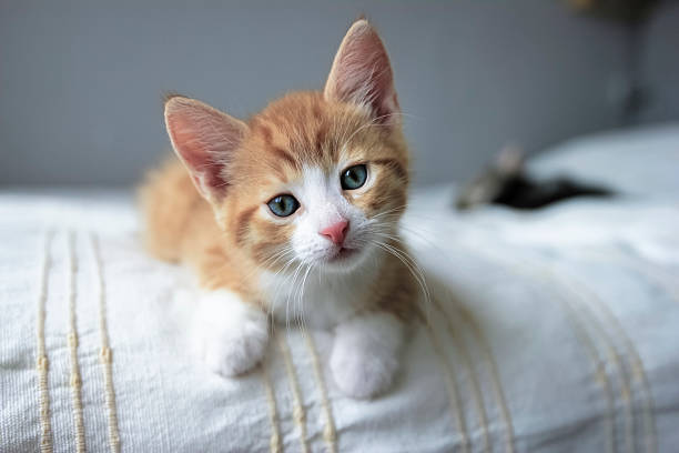 istock red and white kitten front looking on a beige blanket 579152312