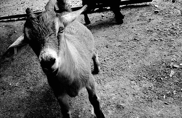 istock Goat At The Farm 579153936