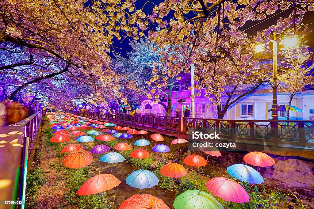 Beautiful Sakura flowers in Busan, South Korea Busan Stock Photo
