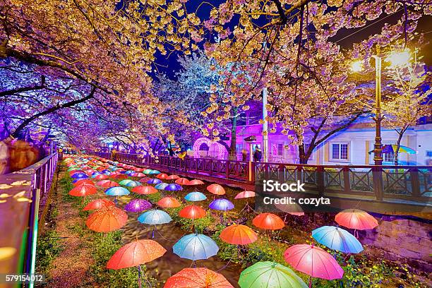 Beautiful Sakura Flowers In Busan South Korea Stock Photo - Download Image Now - Busan, South Korea, Apple Tree