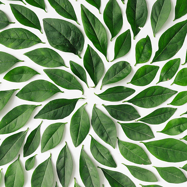 istock Green leaves arranged in spiral shape 579154694