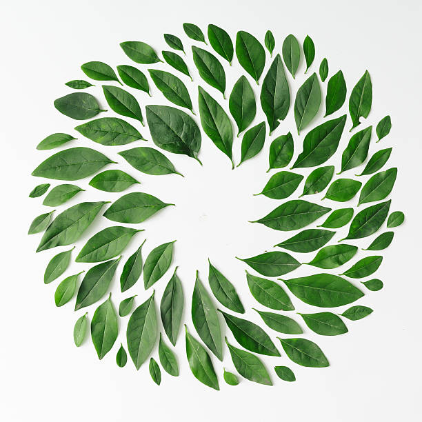 istock Green leaves arranged in spiral shape 579154870