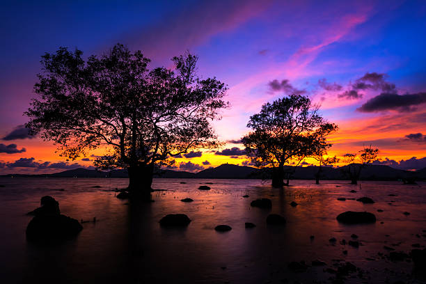 istock Tree by the sea with the beautiful morning sun. 579155534