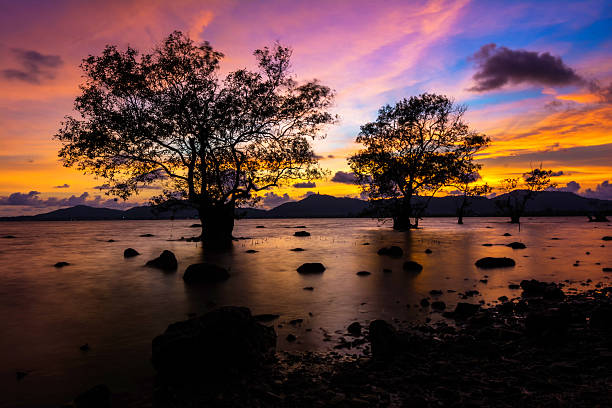 istock Tree by the sea with the beautiful morning sun. 579155652