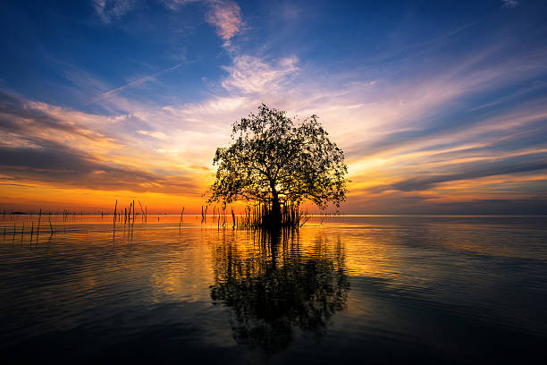 istock Tree by the sea with the beautiful morning sun. 579155882