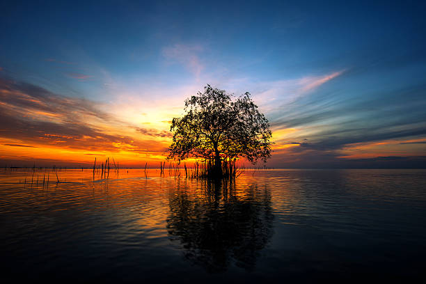 istock Tree by the sea with the beautiful morning sun. 579156124