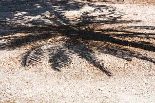 Palm shadow falls on a pathway covered with decorative stones.