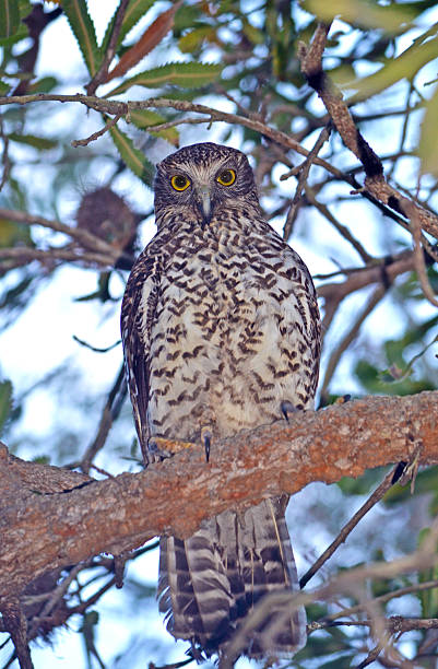 chouette puissante d’australie (ninox strenua) - powerful owl photos et images de collection